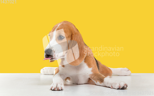 Image of Studio shot of beagle puppy on yellow studio background