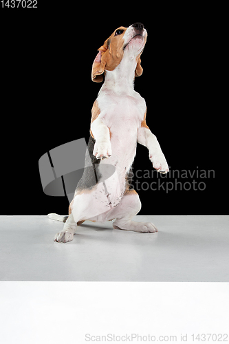 Image of Studio shot of beagle puppy on black studio background