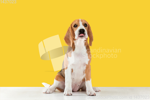 Image of Studio shot of beagle puppy on yellow studio background