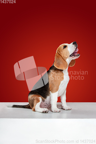 Image of Studio shot of beagle puppy on red studio background