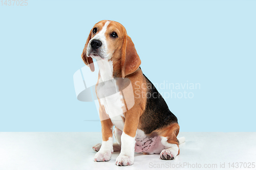 Image of Studio shot of beagle puppy on blue studio background