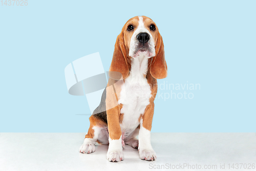 Image of Studio shot of beagle puppy on blue studio background