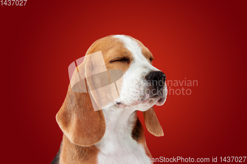 Image of Studio shot of beagle puppy on red studio background
