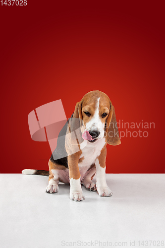 Image of Studio shot of beagle puppy on red studio background