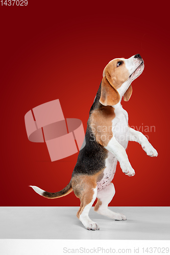 Image of Studio shot of beagle puppy on red studio background