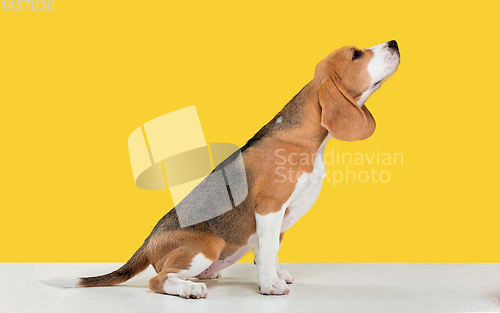 Image of Studio shot of beagle puppy on yellow studio background