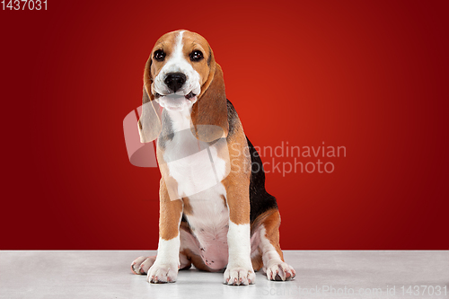 Image of Studio shot of beagle puppy on red studio background