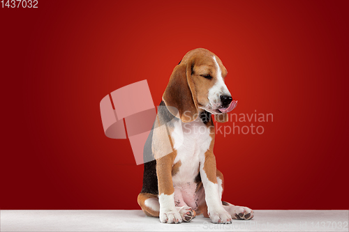 Image of Studio shot of beagle puppy on red studio background