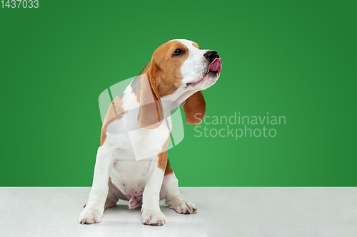 Image of Studio shot of beagle puppy on green studio background