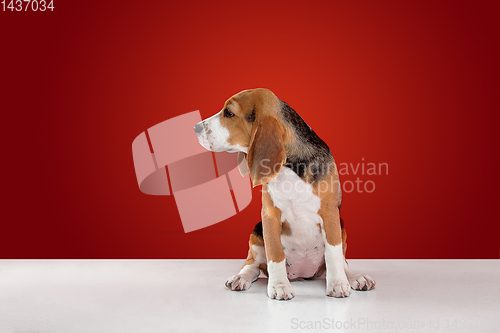 Image of Studio shot of beagle puppy on red studio background