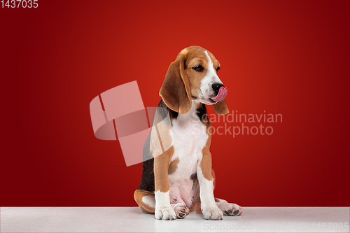 Image of Studio shot of beagle puppy on red studio background