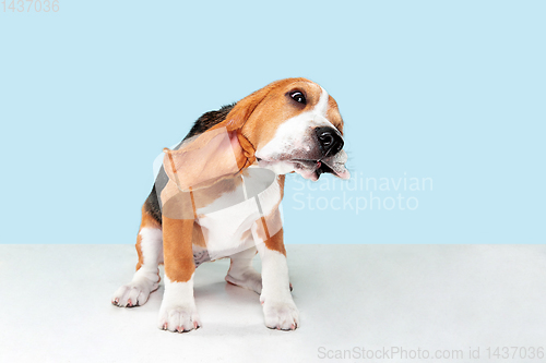 Image of Studio shot of beagle puppy on blue studio background