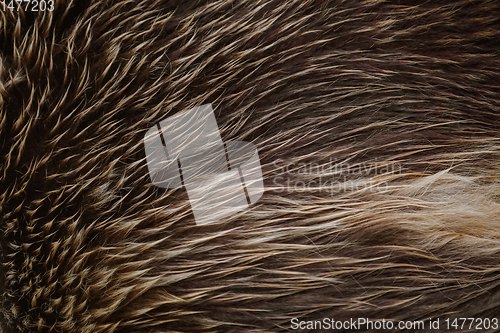 Image of Bear Fur Background