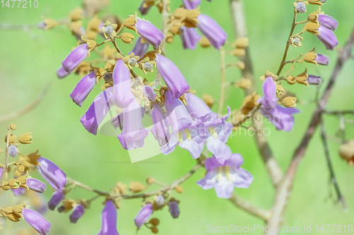 Image of Paulownia Fortunei in Bloom