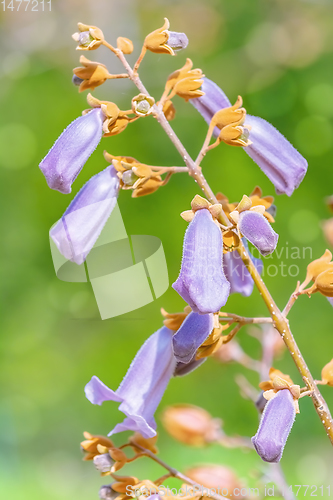 Image of Paulownia Fortunei in Bloom