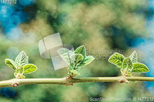 Image of Young leaves on a branch