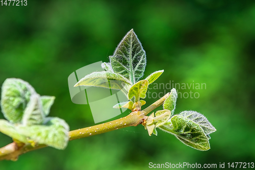 Image of Young leaves on a branch