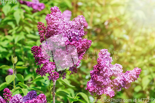 Image of Lilac flowers in spring