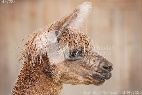 Image of Portrait of Alpaca