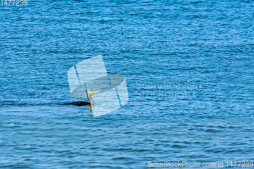 Image of Double-crested Cormorant (Phalacrocorax Auritus)