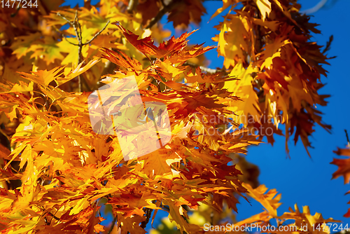 Image of Sycamore leaves in autumn