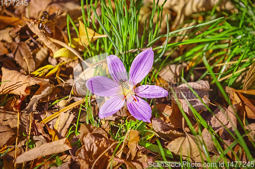 Image of Bee in the Crocus