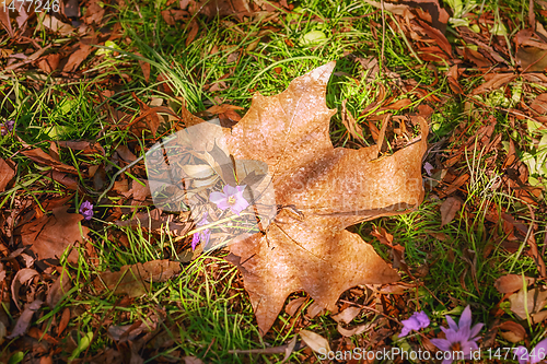 Image of Dry Maple Leaf