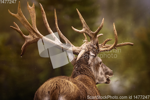 Image of Red Deer Stag