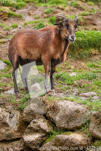 Image of Ram on Stones