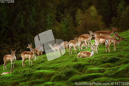 Image of Deers near the Forest