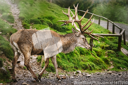 Image of Red Deer Stag