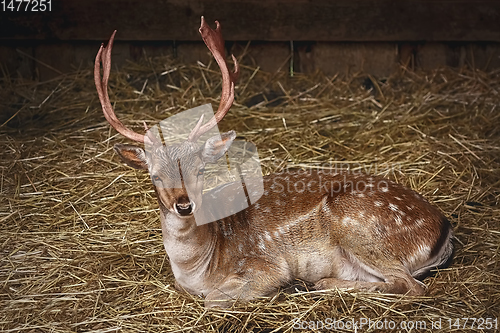 Image of Deer on the Hay
