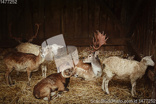 Image of Animals in the barn