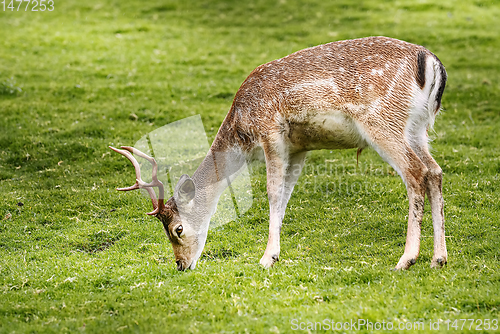 Image of Deer on the Pasture