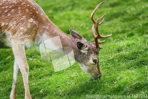 Image of Deer on the Pasture