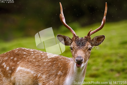 Image of Deer on the Pasture