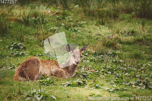 Image of Deer in the Forest