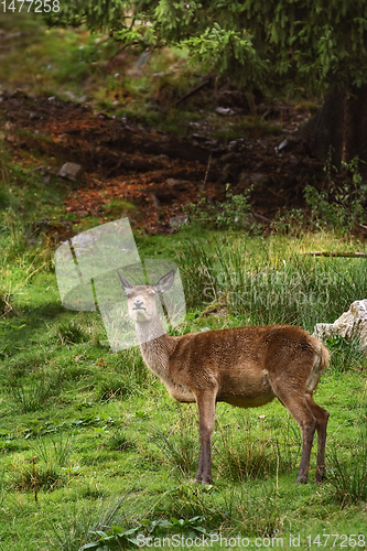 Image of Deer in the Forest