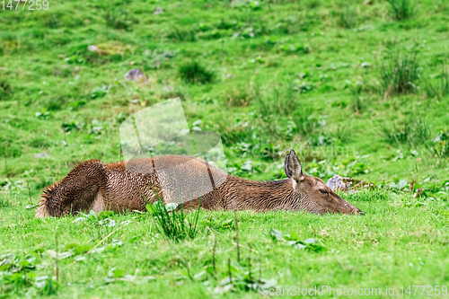 Image of Deer in the Forest