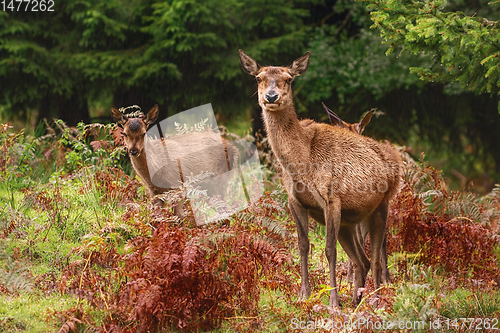 Image of Deers in the Forest