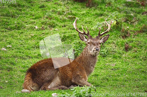 Image of Deer Rest on the Grass