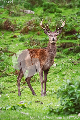 Image of Deer Standing on the Grass