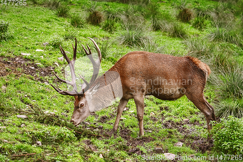 Image of Deer on the Grass