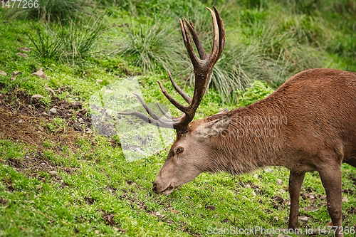 Image of Deer on the Grass