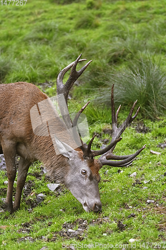 Image of Deer on the Grass