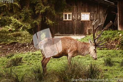 Image of Deer near the House