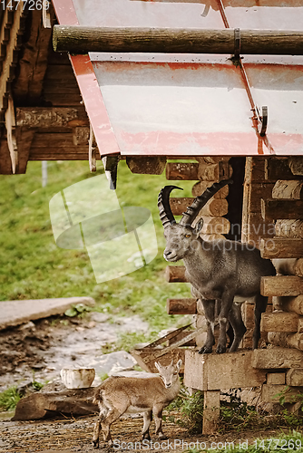 Image of Goat with goatling