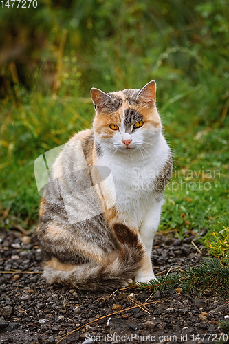 Image of Sitting Domestic Cat 