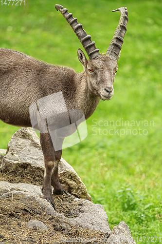 Image of Goat with big Horns