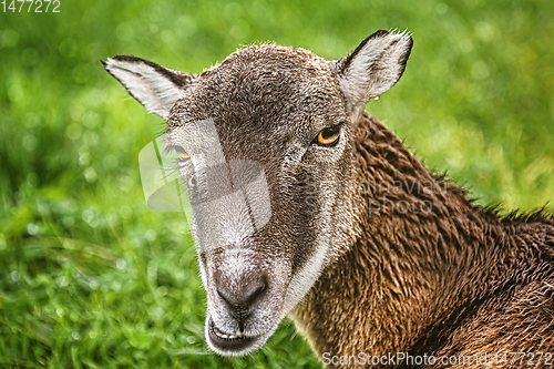 Image of Potrtrait of a Sheep